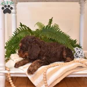 Midnight, Cavapoo Puppy